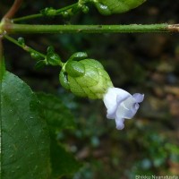 Strobilanthes lupulina Nees